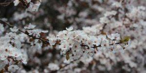 Beaverton cherry blossoms