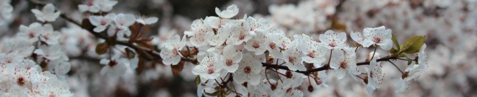 Beaverton blossoms